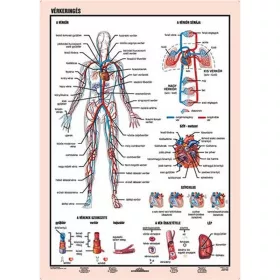 Tanulói munkalap, A4,  STIEFEL "Vérkeringés"