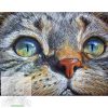   Számfestő 20X30Cm Színpompás "Stunning Cat" Keret Nélküli 