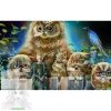   Számfestő 50X65 Cm Színpompás "Owl King" Keret Nélküli