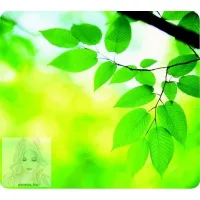 Mouse pads